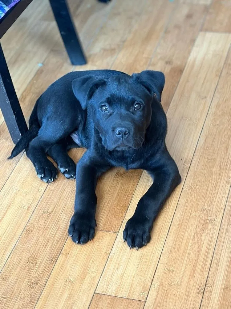 A young medium-sized male Black Pit Bull Terrier dog named Batman for adoption in Aurora, IN