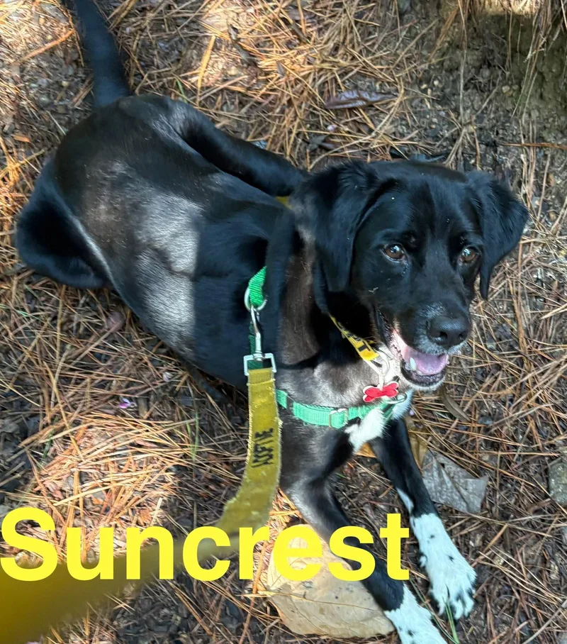Suncrest thumbnail 2