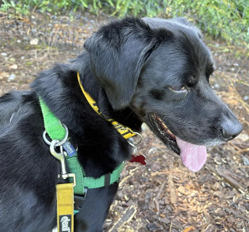 Suncrest thumbnail 3