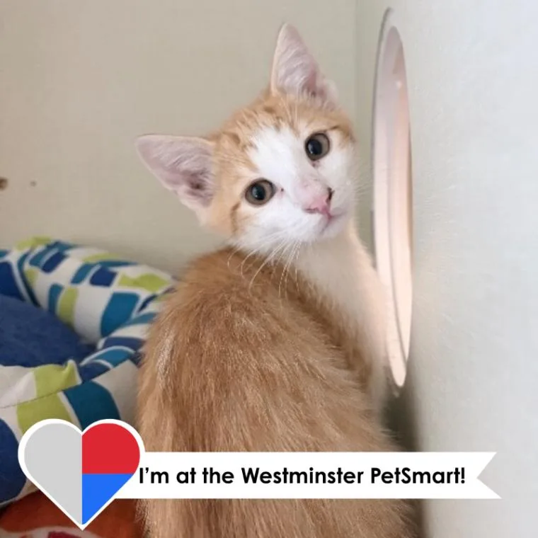 A young medium-sized male Orange / Red Domestic Short Hair cat named Sashimi for adoption in Fort Collins, CO
