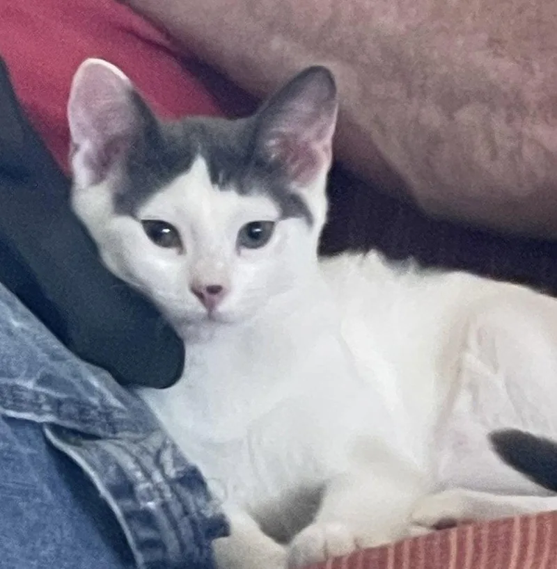 A baby medium-sized male American Shorthair cat named Tommy Lee for adoption in O'Fallon, MO