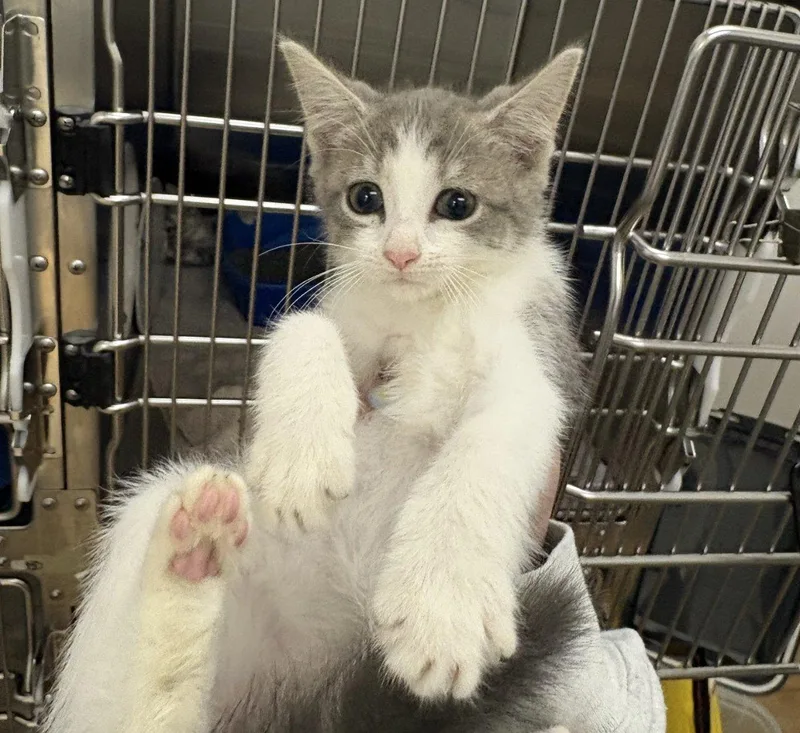 A baby small-sized male Tabby (Gray / Blue / Silver) Domestic Short Hair cat named Matcha for adoption in Raleigh, NC