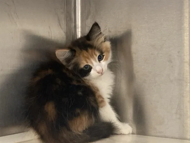 A baby small-sized female Domestic Medium Hair cat named Talia for adoption in Tustin, CA