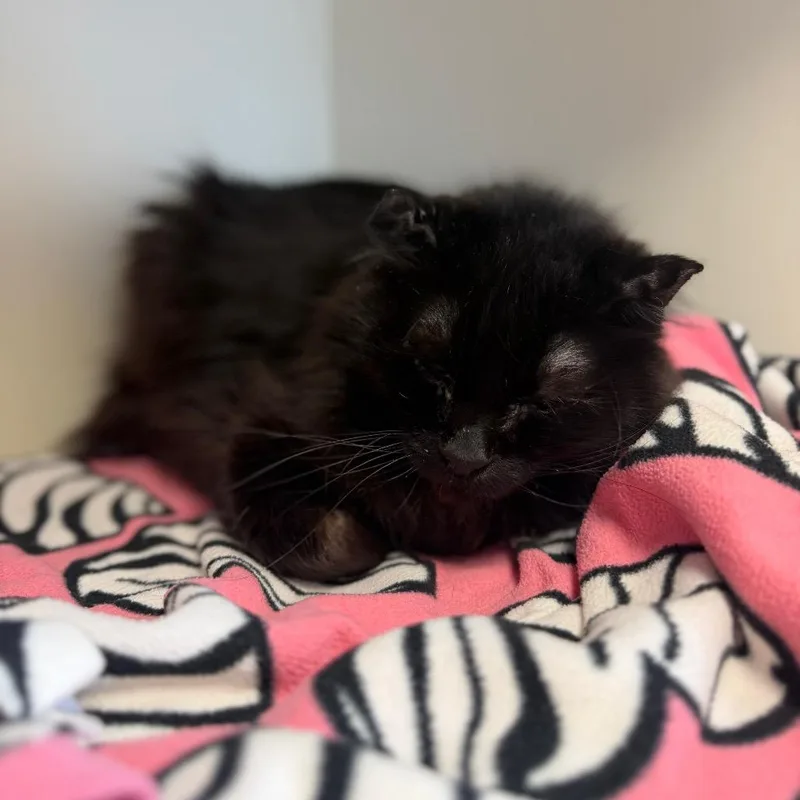 An adult small-sized female Black Domestic Medium Hair cat named Asiago for adoption in Cody, WY