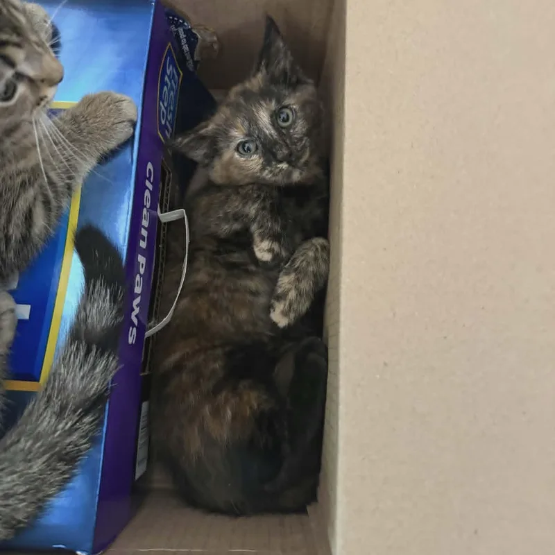 A young medium-sized female Tortoiseshell Domestic Short Hair cat named Paprika for adoption in Lancaster, KY
