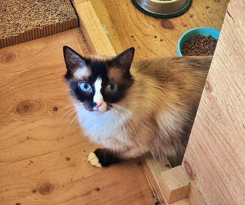 A young medium-sized female Buff & White Himalayan cat named ANN  Young Himilayan for adoption in Hillsboro, OR