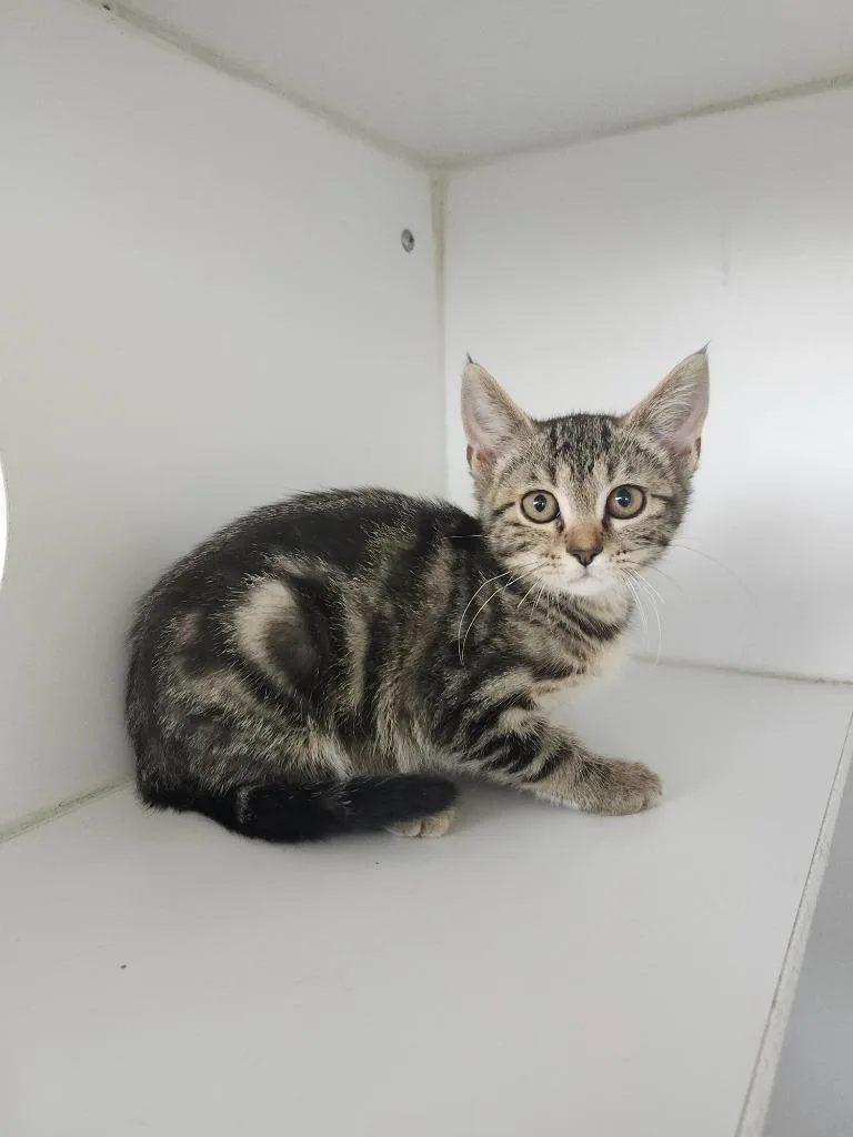 A baby small-sized female Domestic Short Hair cat named Victoria for adoption in Sapulpa, OK