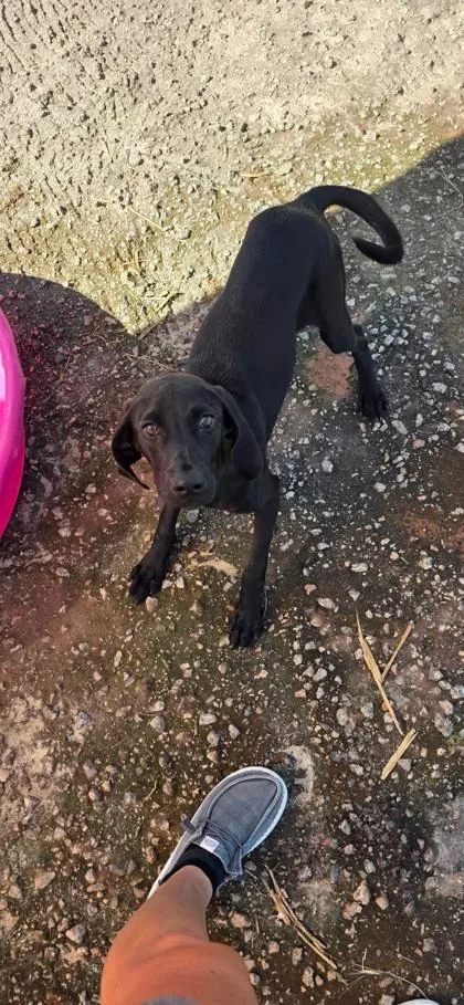 A baby medium-sized male Black Mixed Breed dog named Quinn for adoption in Georgetown, SC