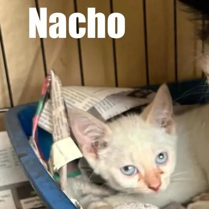 A baby small-sized male Flame Point Domestic Short Hair cat named Nacho for adoption in Washington, DC