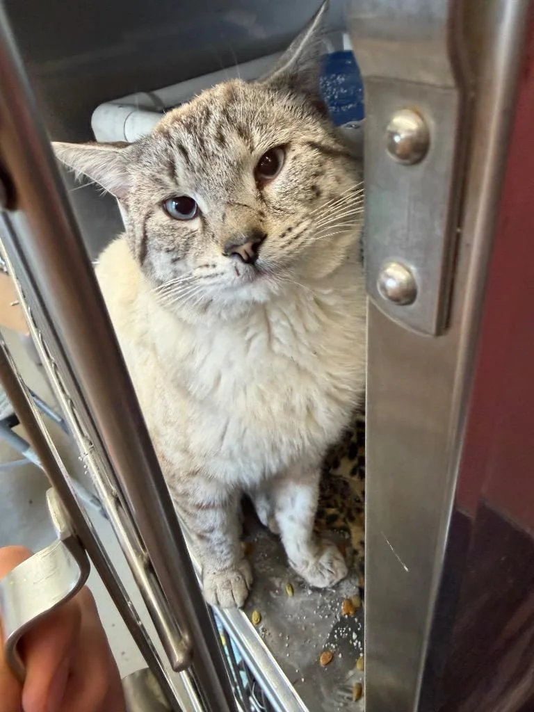 An adult medium-sized male Domestic Short Hair cat named Mavrick for adoption in Virginia, MN
