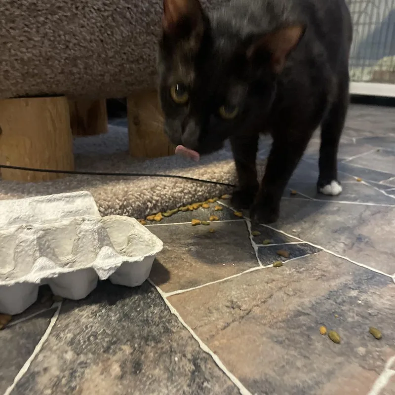 An adult medium-sized female Black Domestic Short Hair cat named Cobweb for adoption in Marion, IL