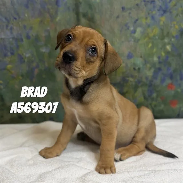 A baby medium-sized male Rottweiler dog named Brad for adoption in Huntsville, AL