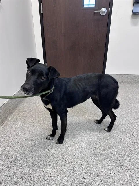 A young medium-sized female Border Collie dog named Clara for adoption in San Luis Obispo, CA