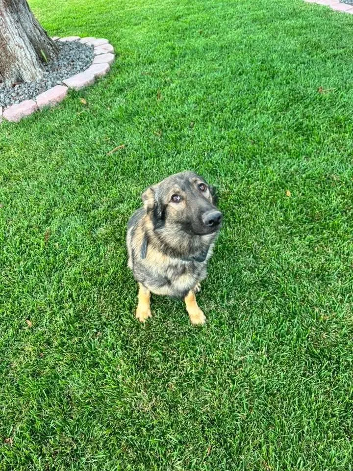 A young large-sized male German Shepherd Dog dog named Hank for adoption in Rio Linda, CA