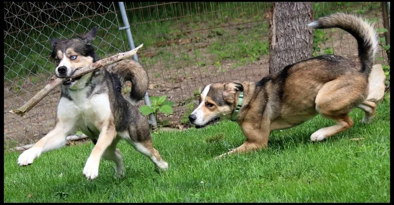 An adult large-sized female Husky dog named Nala & Denali for adoption in Shippenville, PA