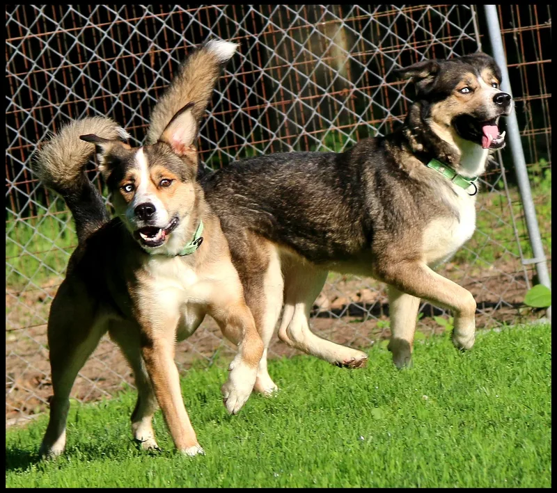 Nala & Denali thumbnail 2