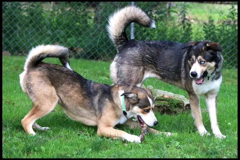 Nala & Denali thumbnail 3