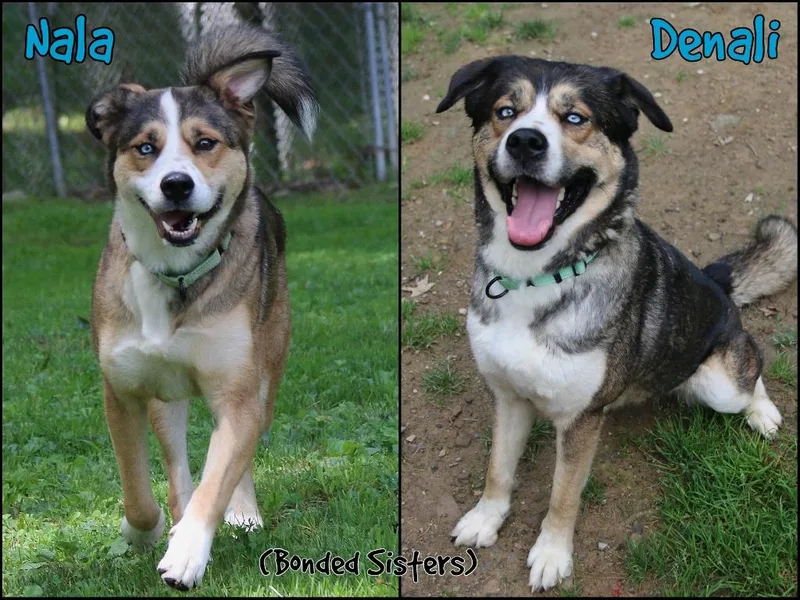 Nala & Denali thumbnail 4