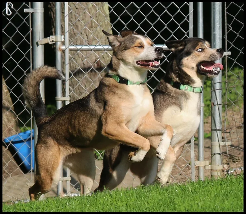 Nala & Denali thumbnail 5