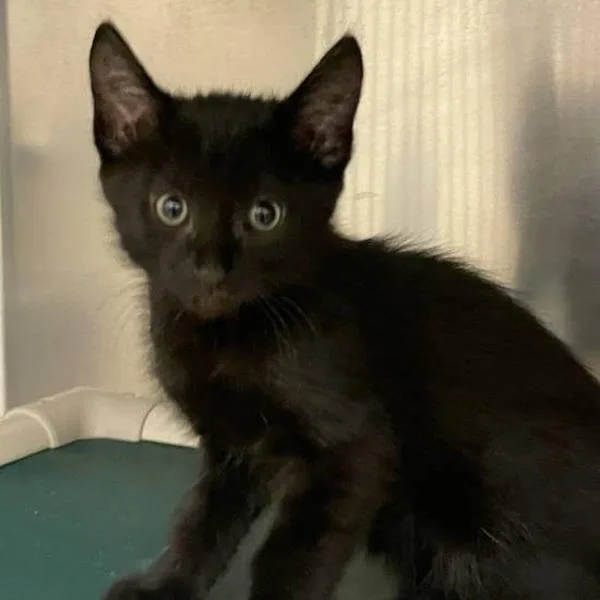 A baby small-sized male Domestic Short Hair cat named Silkworm for adoption in Walnut Creek, CA