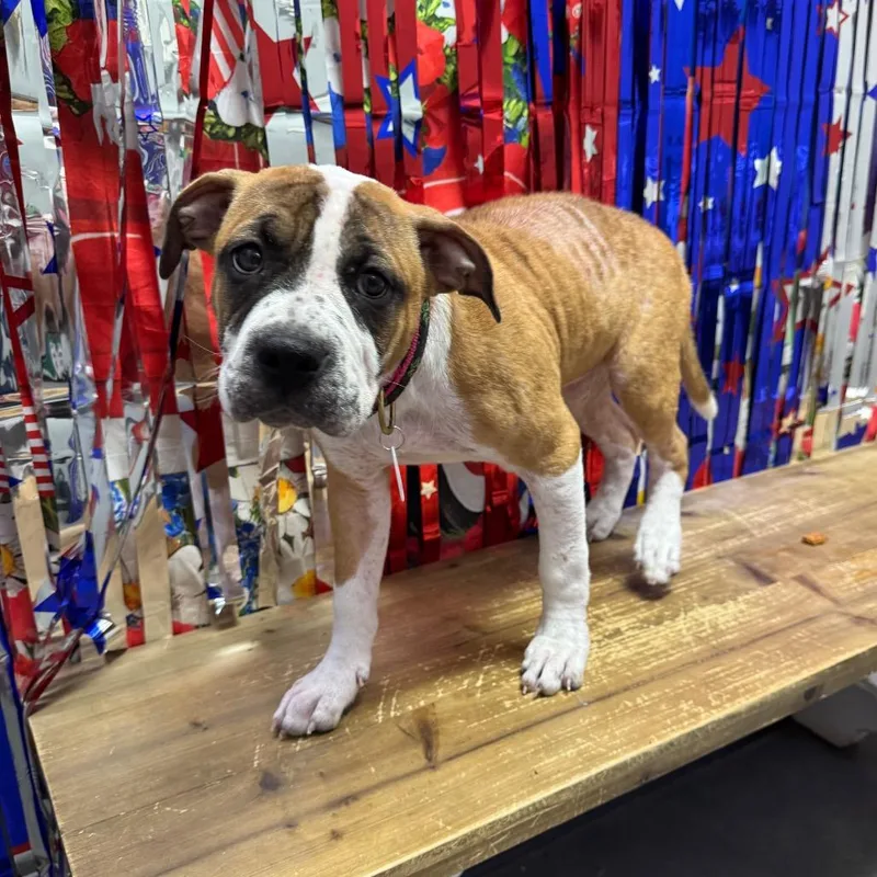 A baby medium-sized female Brown / Chocolate Boxer dog named Jessa for adoption in Normal, IL