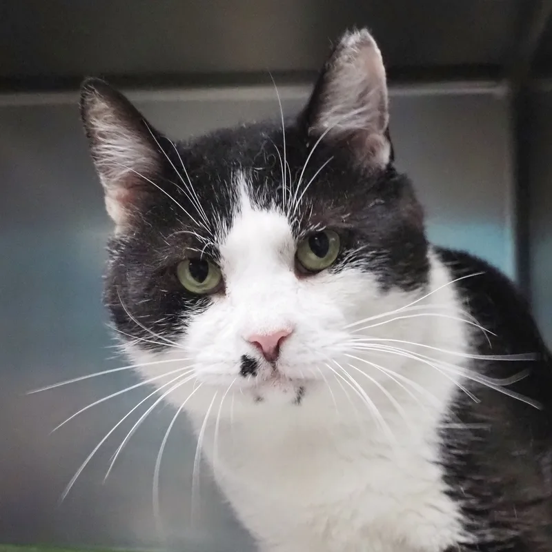An adult large-sized male Black & White / Tuxedo Domestic Short Hair cat named Andre for adoption in Cape May Court House, NJ