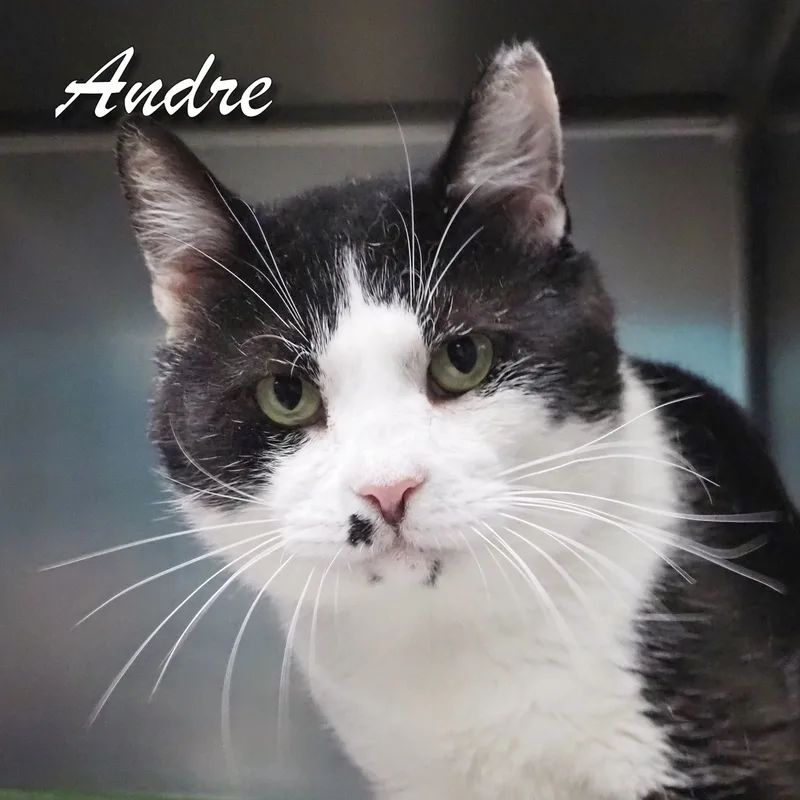 Andre thumbnail 2