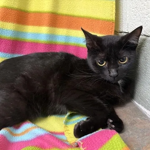 A baby medium-sized female Black Domestic Short Hair cat named Flo for adoption in Valdosta, GA