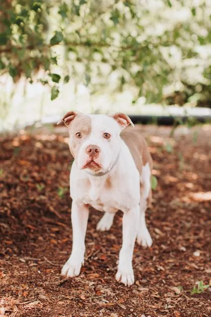 An adult medium-sized male American Staffordshire Terrier dog named a Alistair for adoption in North Charleston, SC