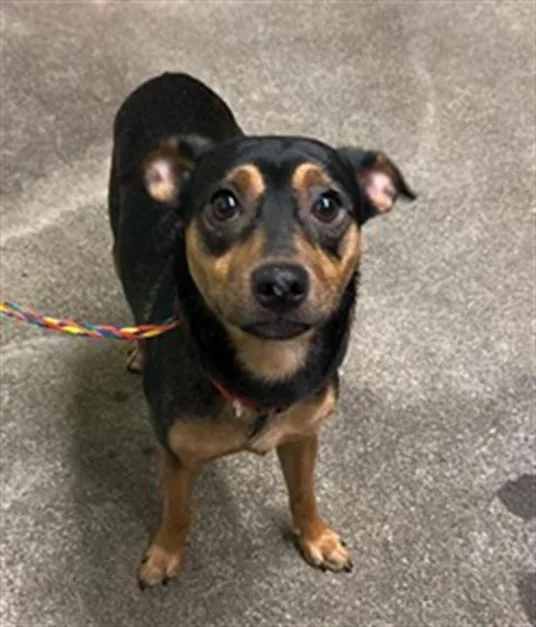 A young small-sized male Chihuahua dog named Paco for adoption in Sacramento, CA