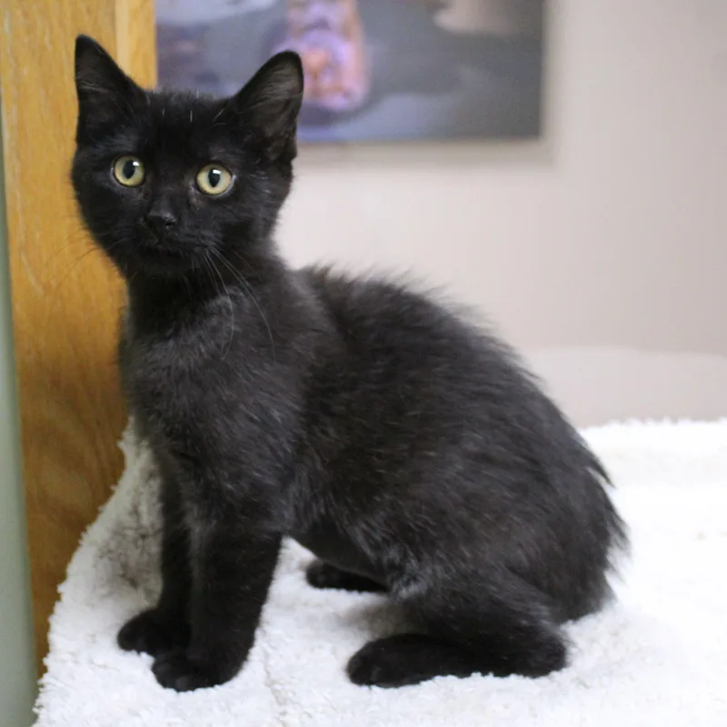 A baby medium-sized female Black Domestic Short Hair cat named Emma for adoption in Portage, WI