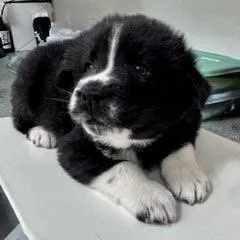 Dandelion thumbnail 2