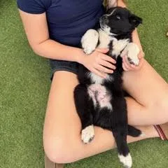 Dandelion thumbnail 3