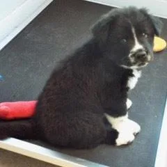 Dandelion thumbnail 4