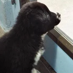 Dandelion thumbnail 5