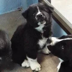 Dandelion thumbnail 6