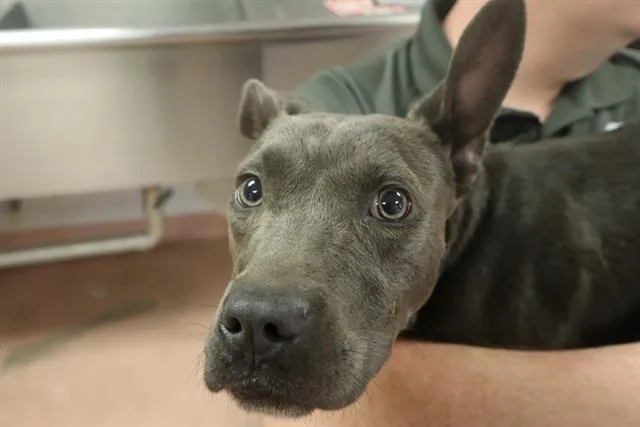 A young medium-sized female Mixed Breed dog named Smooch for adoption in Columbia, SC