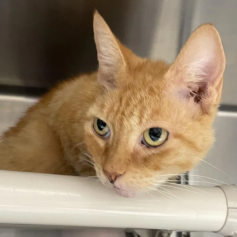 A senior medium-sized female Orange & White American Shorthair cat named Apricot for adoption in North Kingstown, RI