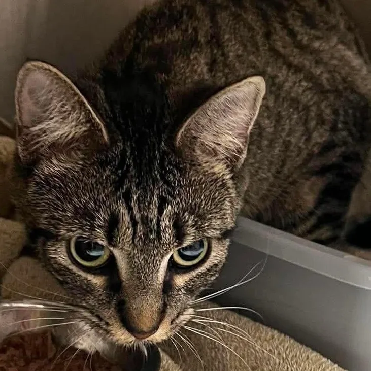 An adult medium-sized female Tabby (Gray / Blue / Silver) Domestic Short Hair cat named Carmen Sandiego for adoption in Evanston, IL