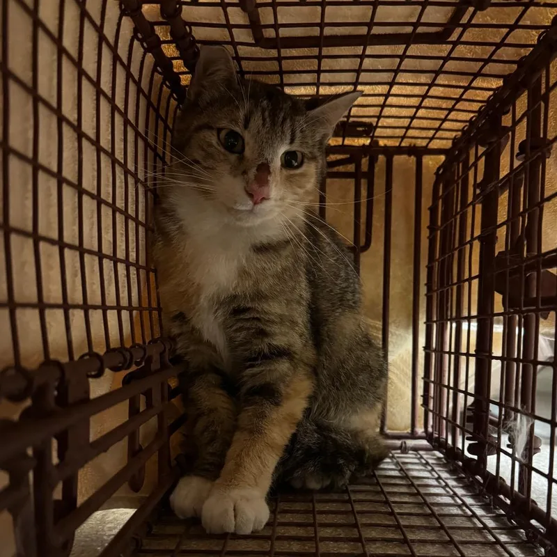 An adult medium-sized female Brown / Chocolate Domestic Short Hair cat named Mrs. Johnson for adoption in Bristol, IN