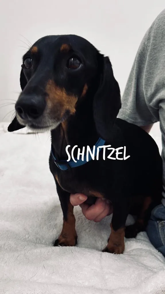 A senior small-sized male Dachshund dog named Schnitzel for adoption in Jacksonville, IL