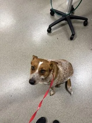 An adult medium-sized female Fox Terrier dog named Rosie for adoption in Pequot Lakes, MN