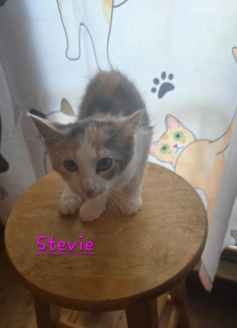 Stevie