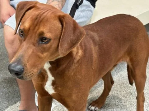 A young large-sized male Rhodesian Ridgeback dog named Big Red for adoption in Los Angeles, CA