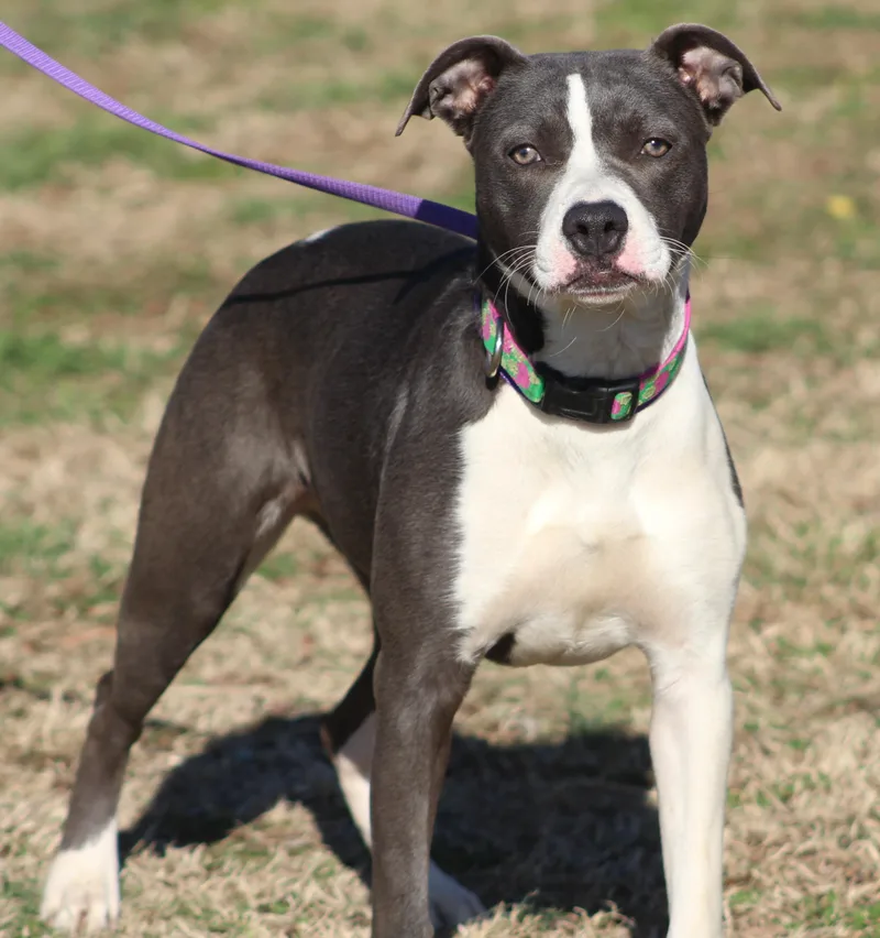 An adult medium-sized female Bicolor Terrier dog named Jillian for adoption in Conway, AR