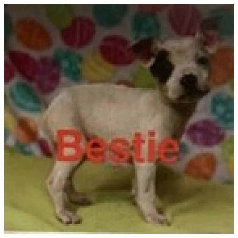 A baby medium-sized male White / Cream Chihuahua dog named Bestie for adoption in Eustis, FL