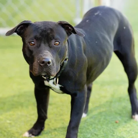 An adult large-sized female Pit Bull Terrier dog named Paisley for adoption in Camarillo, CA