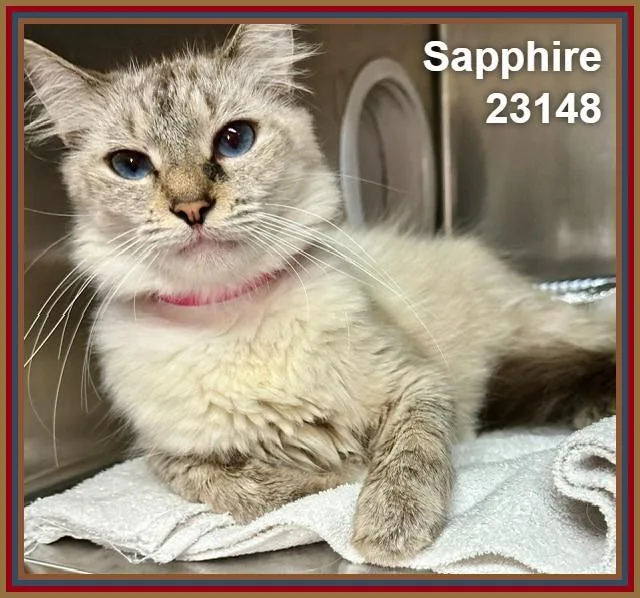 An adult medium-sized female Domestic Medium Hair cat named Sapphire for adoption in Marietta, GA