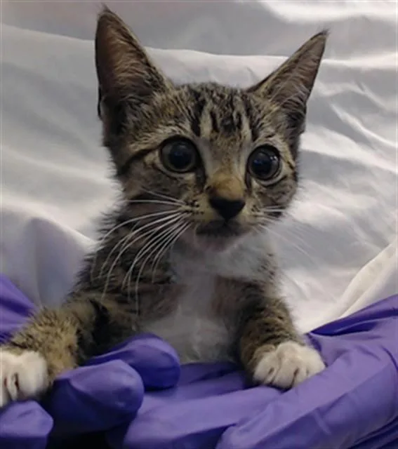 A baby small-sized female Domestic Short Hair cat named Mia for adoption in Miami, FL