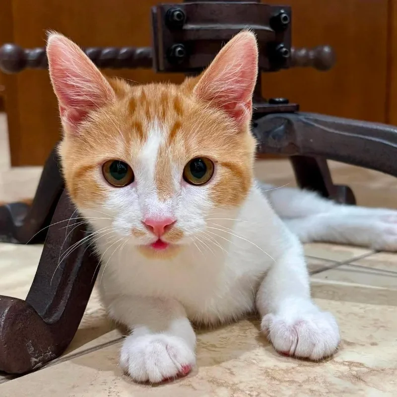 A baby small-sized male Orange / Red Domestic Short Hair cat named Cruz for adoption in Hemet, CA